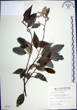 中文名:紅皮(S007301)學名:Styrax suberifolia Hook. & Arn.(S007301)中文別名:葉下白英文名:Cork leaf snow bell
