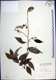 中文名:紅皮(S007302)學名:Styrax suberifolia Hook. & Arn.(S007302)中文別名:葉下白英文名:Cork leaf snow bell