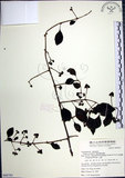 中文名:腺果藤(S068783)學名:Pisonia aculeata L.(S068783)中文別名:刺藤英文名:Glandular-fruit Piso Tree