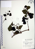 中文名:漢氏山葡萄(S009953)學名:Ampelopsis brevipedunculata (Maxim.)Trautv. var. hancei (Planch.) Rehder(S009953)