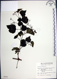 中文名:漢氏山葡萄(S009954)學名:Ampelopsis brevipedunculata (Maxim.)Trautv. var. hancei (Planch.) Rehder(S009954)