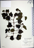 中文名:漢氏山葡萄(S009963)學名:Ampelopsis brevipedunculata (Maxim.)Trautv. var. hancei (Planch.) Rehder(S009963)