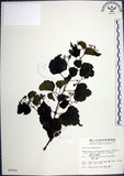 中文名:漢氏山葡萄(S009964)學名:Ampelopsis brevipedunculata (Maxim.)Trautv. var. hancei (Planch.) Rehder(S009964)