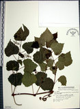 中文名:漢氏山葡萄(S047201)學名:Ampelopsis brevipedunculata (Maxim.)Trautv. var. hancei (Planch.) Rehder(S047201)