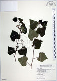 中文名:漢氏山葡萄(S079825)學名:Ampelopsis brevipedunculata (Maxim.)Trautv. var. hancei (Planch.) Rehder(S079825)