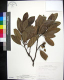 中文名:蘭嶼烏心石(S035401)學名:Michelia compressa (Maxim.) Sargent var.lanyuensis S. Y. Lu(S035401)英文名:Formosan Michelia