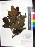 中文名:蘭嶼木(S046792)學名:Dysoxylum arborescens (Blume) Miq.(S046792)