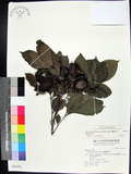 中文名:蘭嶼木(S046793)學名:Dysoxylum arborescens (Blume) Miq.(S046793)