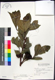 中文名:蘭嶼木(S046939)學名:Dysoxylum arborescens (Blume) Miq.(S046939)