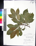 中文名:蘭嶼木(S067962)學名:Dysoxylum arborescens (Blume) Miq.(S067962)