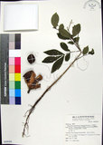 中文名:大花木(S068668)學名:Dysoxylum parasiticum (Osbeck) Kosterm.(S068668)