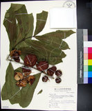 中文名:大花木(S068689)學名:Dysoxylum parasiticum (Osbeck) Kosterm.(S068689)