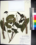 中文名:大花木(S079597)學名:Dysoxylum parasiticum (Osbeck) Kosterm.(S079597)