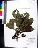 中文名:蘭嶼木(S080398)學名:Dysoxylum arborescens (Blume) Miq.(S080398)