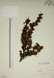 中文名:玉山小蘗(S013523)學名:Berberis morrisonensis Hayata(S013523)英文名:Yushan barberry