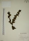 中文名:玉山小蘗(S014776)學名:Berberis morrisonensis Hayata(S014776)英文名:Yushan barberry