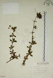 中文名:玉山小蘗(S015576)學名:Berberis morrisonensis Hayata(S015576)英文名:Yushan barberry