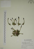 中文名:阿里山龍膽(S076958)學名:Gentiana arisanensis Hayata(S076958)