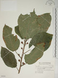 中文名:牛奶榕(S048260)學名:Ficus erecta Thunb. var. beecheyana (Hook. & Arn.) King(S048260)中文別名:牛乳榕