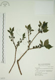 中文名:牛奶榕(S048743)學名:Ficus erecta Thunb. var. beecheyana (Hook. & Arn.) King(S048743)中文別名:牛乳榕