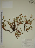 中文名:高山翻白草(S012670)學名:Potentilla matsumurae Th. Wolf. var. pilosa Koidz.(S012670)