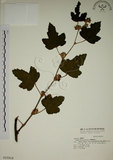 中文名:臺灣懸鉤子(S015919)學名:Rubus formosensis Ktze.(S015919)英文名:Formosan Raspberry