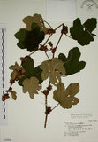 中文名:臺灣懸鉤子(S030968)學名:Rubus formosensis Ktze.(S030968)英文名:Formosan Raspberry