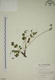 中文名:玉山茴香(S014805)學名:Pimpinella niitakayamensis Hayata(S014805)