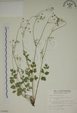 中文名:玉山茴香(S014882)學名:Pimpinella niitakayamensis Hayata(S014882)