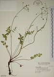 中文名:玉山茴香(S016379)學名:Pimpinella niitakayamensis Hayata(S016379)