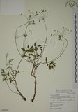 中文名:玉山茴香(S076954)學名:Pimpinella niitakayamensis Hayata(S076954)