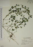 中文名:爵床(S048796)學名:Justicia procumbens L. var. procumbens.(S048796)英文名:Rat-tail willow