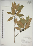 中文名:金新木薑子(S039817)學名:Neolitsea sericea (Blume) Koidz. var. aurata (Hayata) Hatusima(S039817)英文名:Neolitsea