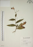 中文名:臺灣油點草(S015101)學名:Tricyrtis formosana Bak.(S015101)