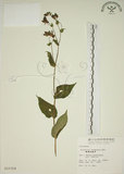 中文名:臺灣油點草(S015324)學名:Tricyrtis formosana Bak.(S015324)