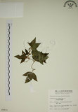 中文名:三角葉西番蓮(S009972)學名:Passiflora suberosa L.(S009972)