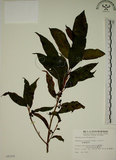 中文名:鈍齒鼠李(S008200)學名:Rhamnus crenata Sieb. & Zucc.(S008200)英文名:Oriental Buckthorn