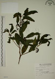 中文名:鈍齒鼠李(S008201)學名:Rhamnus crenata Sieb. & Zucc.(S008201)英文名:Oriental Buckthorn