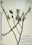 中文名:霧社山櫻花(S077277)學名:Prunus taiwaniana Hayata(S077277)英文名:Wusheh Cherry