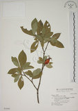 中文名:山黃梔(S034987)學名:Gardenia jasminoides Ellis(S034987)中文別名:梔子英文名:Capejasmine