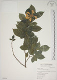 中文名:山黃梔(S050744)學名:Gardenia jasminoides Ellis(S050744)中文別名:梔子英文名:Capejasmine