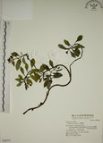 中文名:拎壁龍(S048757)學名:Psychotria serpens L.(S048757)英文名:Creeping Psychotria