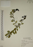 中文名:拎壁龍(S050762)學名:Psychotria serpens L.(S050762)英文名:Creeping Psychotria