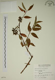 中文名:大葉溲疏(S009776)學名:Deutzia pulchra Vidal(S009776)