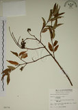 中文名:大葉溲疏(S009778)學名:Deutzia pulchra Vidal(S009778)