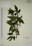 中文名:大葉溲疏(S010913)學名:Deutzia pulchra Vidal(S010913)