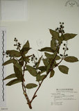 中文名:大葉溲疏(S048238)學名:Deutzia pulchra Vidal(S048238)