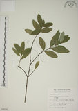 中文名:南嶺蕘花(S014543)學名:Wikstroemia indica (L.) C. A. Mey.(S014543)英文名:Indian Wikstroemia