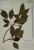 中文名:昆欄樹(S009707)學名:Trochodendron aralioides Sieb. & Zucc.(S009707)英文名:Wheelstaman Tree