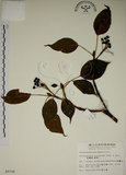 中文名:昆欄樹(S009708)學名:Trochodendron aralioides Sieb. & Zucc.(S009708)英文名:Wheelstaman Tree